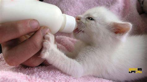 چه زمانی و چگونه بچه گربه ها را از شیر بگیریم؟ پت شاپ یوزاس