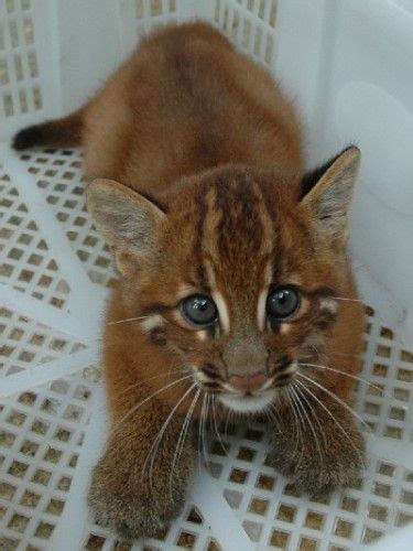 It has been listed as near threatened on the iucn red list since 2008, and is threatened by hunting pressure and habitat loss. 17 Best images about Asian Golden Cats on Pinterest