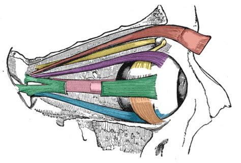 Anatomy Handn Extraocular Muscles Diagram Quizlet