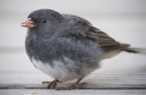 Cave swallow is a little harder to eliminate from this photo, but they are a bit stockier than this bird and have a pale collar. Songbird Monitoring (U.S. National Park Service)