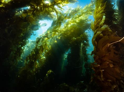 Ocean Safari Scuba Community Kelp20forest
