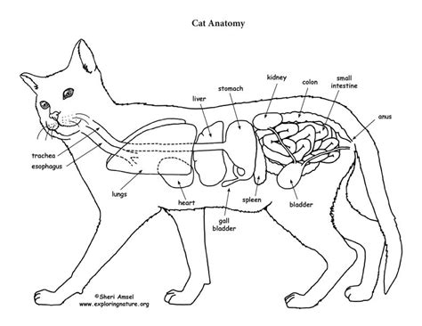 1,000+ vectors, stock photos & psd files. printable cat anatomy | Cat anatomy, Anatomy coloring book ...
