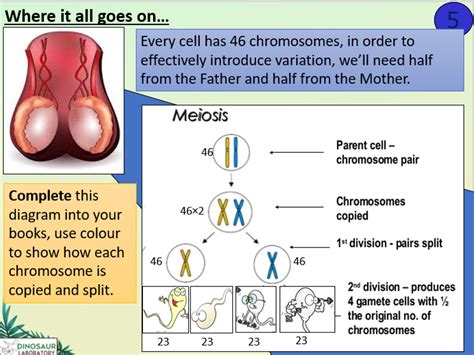 Ks4 B122 Cell Division In Sexual Reproduction Teaching Resources