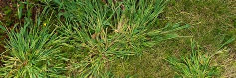 Grassy Weed Control How To Get Rid Of Grassy Weeds Diy Grassy Weed
