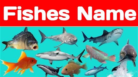 Fish Names In English Name Of Fishes Top Ten International Fishes