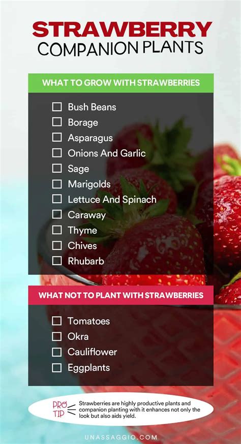 Strawberry Companion Plants 11 Best Plants To Grow With Strawberries