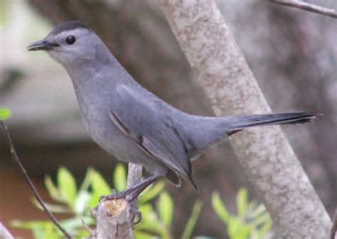 Birds Gray Catbird