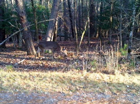 Great place for tent camping, has a mountain atmosphere, the deer will visit your campsite in the evenings. NC BACKCOUNTRY