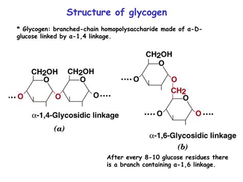 Glycogen Function And Structure Image To U