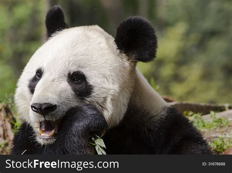 1 Giant Panda Bear Chewing Bamboo Free Stock Photos Stockfreeimages
