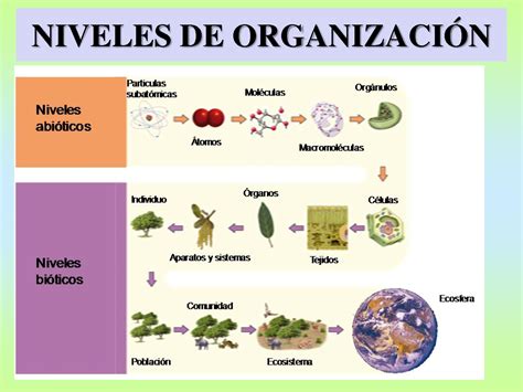 Niveles De Organismos De Los Seres Vivos Arbol