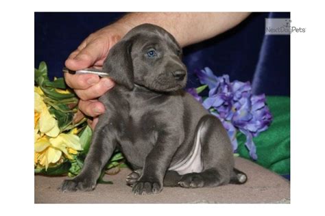 Elle Dg Weimaraner Puppy For Sale Near Lancaster Pennsylvania
