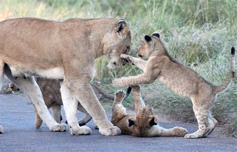 A Mother Lion And Her Cubs Decided To Stop In The Center Of The Road
