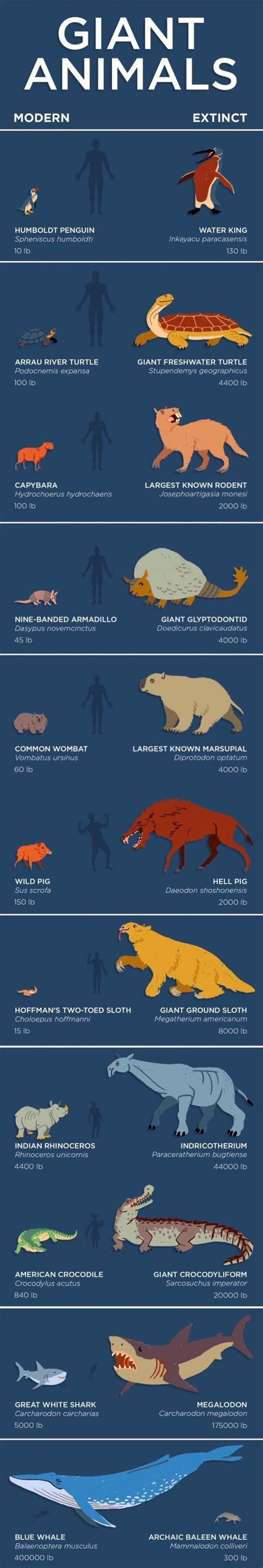 Biggest Animals On The Planet Modern And Extinct Daily Infographic