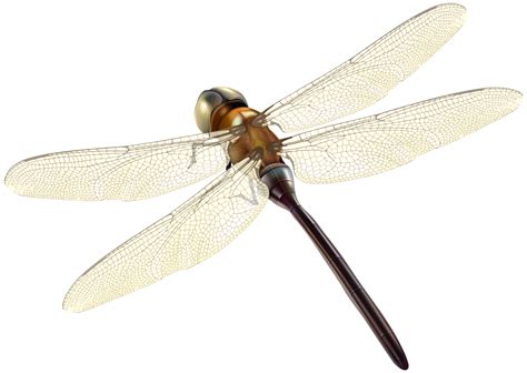 Dragonfly Png Images