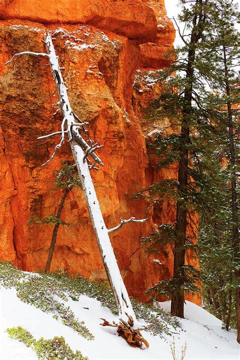 Tree Snow Bryce Canyon National Park Utah Photograph By Bruce Beck