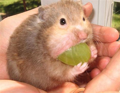 Hamsters Caught Stuffing Their Big Fat Faces