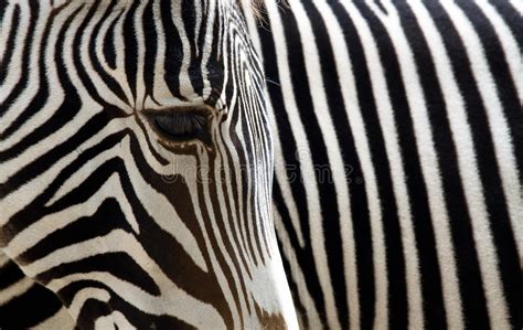 Zebra Stripes Stock Image Image Of Black Pattern Background 15205
