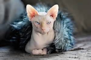 interesting facts  sphynx cats  fun facts