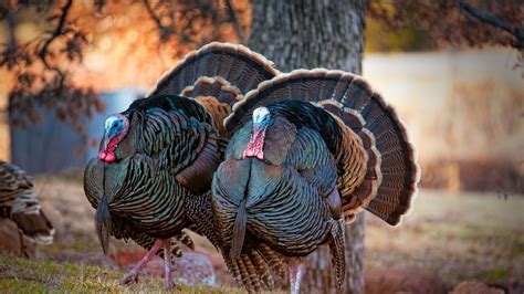 Fauna Feature Wild Turkeys Blog Pottawattamie Conservation