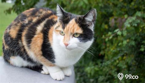 5 Fakta Unik Kucing Calico Si Belang Tiga Lambang Keberuntungan