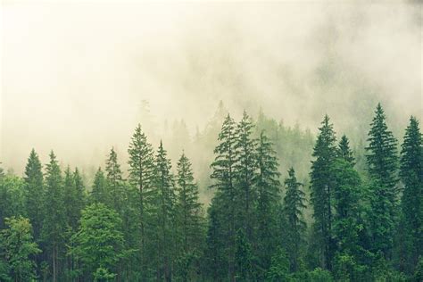 Luasnya sebanding dengan ukuran negara bagian as california, dan agak lebih besar dari paraguay. Hutan Konifer - Pengertian, Ciri, Flora dan Fauna