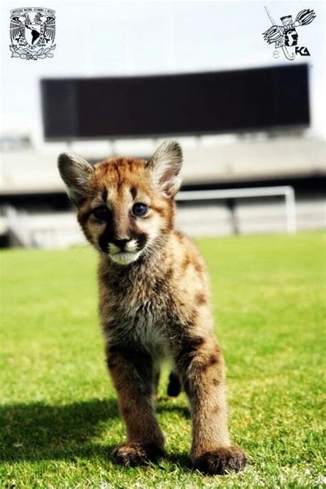 Maybe you would like to learn more about one of these? Miztli, mascota oficial de la Universidad Nacional ...