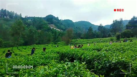 We did not find results for: kebun teh puncak bogor - YouTube