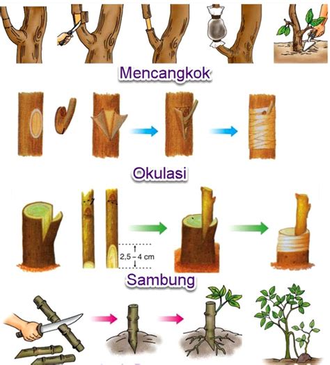 Maybe you would like to learn more about one of these? Kumpulan 49+ Tanaman Bunga Mawar Dapat Dilakukan Perkembangan Vegetatif Buatan Dengan Cara yang ...