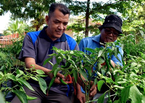 13) pengarah bahagian latihan industri institut penyelidikan perubatan molekul (informm) universiti sains malaysia 11800 usm pulau pinang. RM900,000 bagi projek pertanian bandar di Kelantan ...