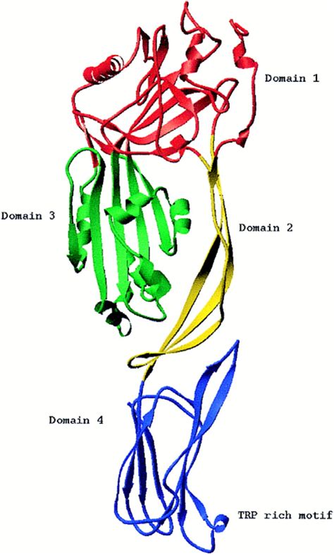Structure Of A Cholesterol Binding Thiol Activated Cytolysin And A
