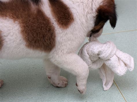 Giving a teething puppy a frozen twisted dishrag is something i would never have thought of. Come Favorire la Dentizione di un Cagnolino: 4 Passaggi
