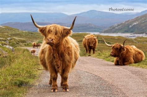 Highland Cow Pictures Highlands Of Scotland And Skye Highland