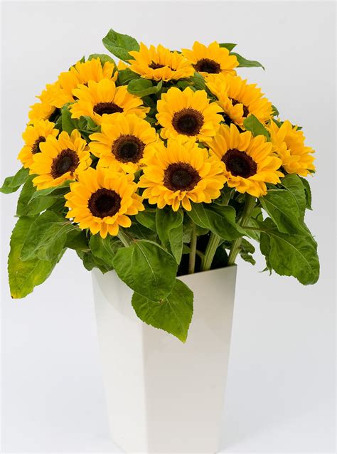 HELIANTHUS Annuus VINCENTS CHOICE Muller Seeds