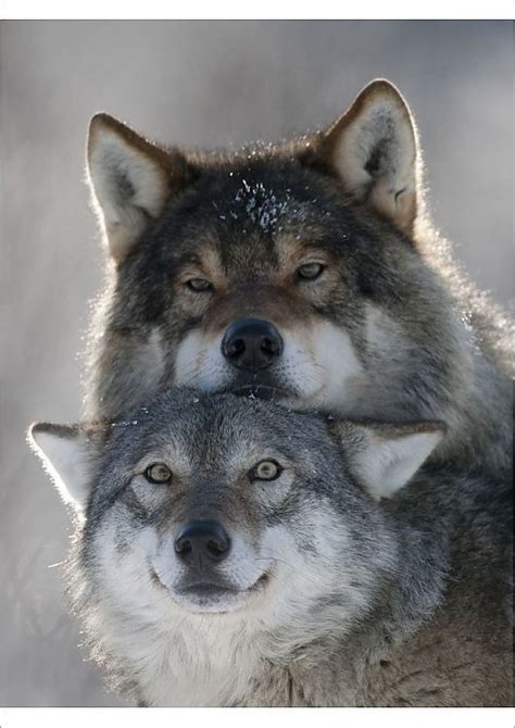 Print Of Pair Of European Grey Wolves Canis Lupus Interacting Tromso