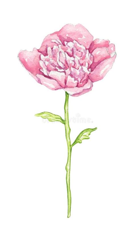 Watercolor Pink Peony Flower Stock Illustration Illustration Of Card