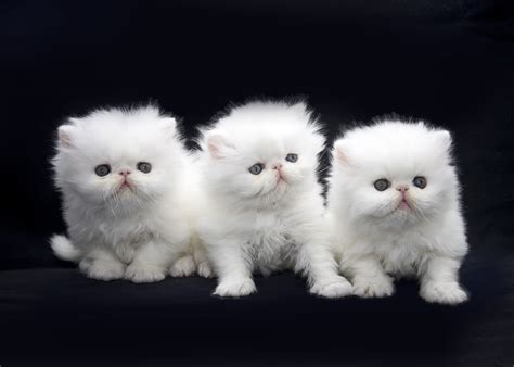 Navigate to the first search result item. Available kittens, Persian kittens for sale, exotic ...