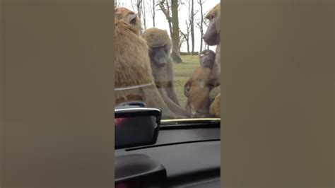 Baboons Having Sex On My Bonnet Youtube