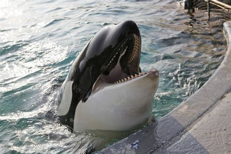 Life Expectancy Killer Whales Cbs News