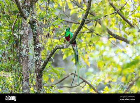 Resplendent Quetzal Pharomachrus Mocinno Guatemalan National Bird