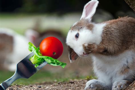The answer is still no. Can Rabbits Eat Tomatoes? - Fruit Rabbits Can Eat