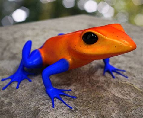 57 Best Exotic Reptiles Images On Pinterest Amphibians