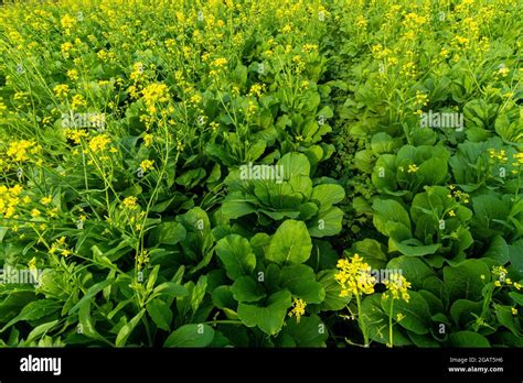 Mustard Plant Hi Res Stock Photography And Images Alamy