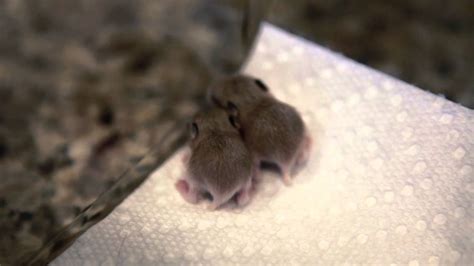 My New Baby Roborovski Dwarf Hamsters Britney And Beyonce Youtube