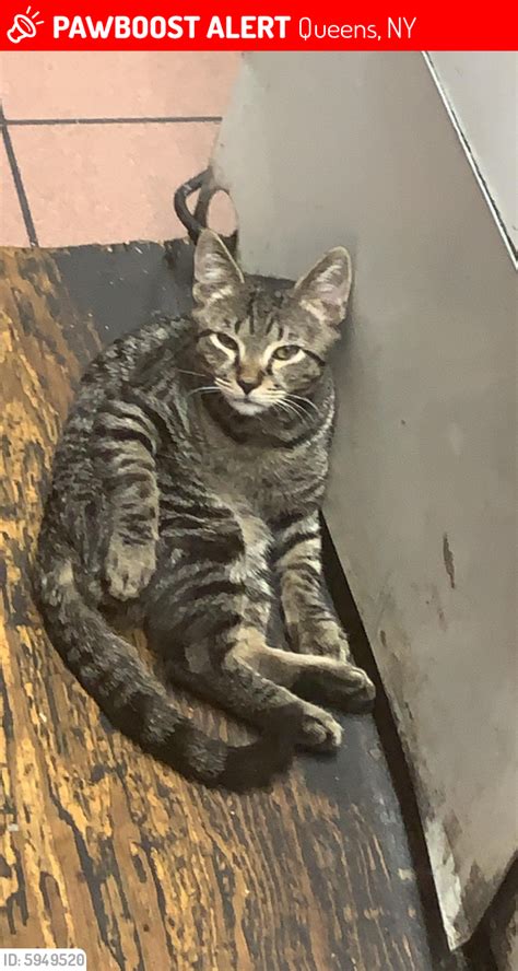 Lost Male Cat In Queens Ny 11418 Named Rex Id 5949520 Free Download Nude Photo Gallery