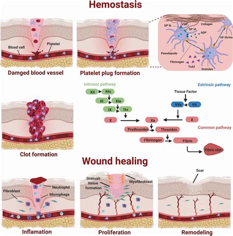 Polymeric Hydrogel Systems As Emerging Biomaterial Platforms To Enable
