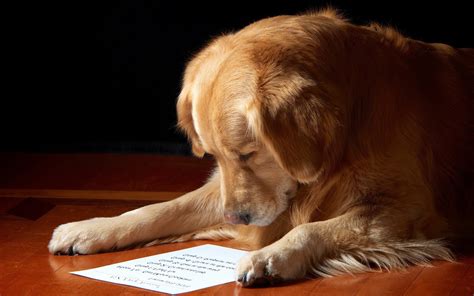 Dog Animals Paper Wooden Surface Labrador Retriever Wallpapers Hd
