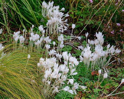 Colchicum Autumnale Album Bulbs — Buy White Meadow Saffron Online