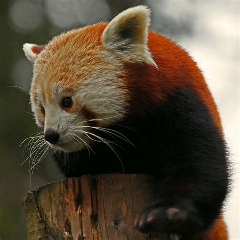 Red Panda Dublin Zoo Phoenix Park Ireland Comments And Flickr