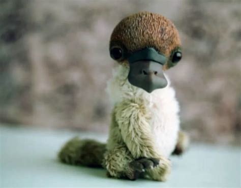 Netizens lost their calm when a twitter user uploaded a super cute picture of what seemed like a baby platypus in someone's palms on february 13. Is This a Photograph of a Baby Platypus?